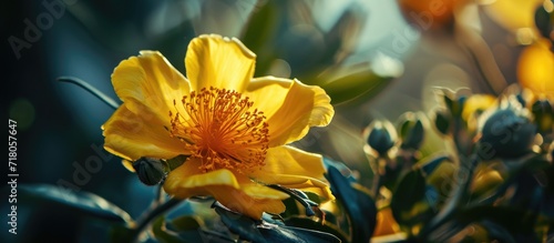 A burst of sunshine illuminates the closeup beauty of a blooming yellowish Portulaca umbraticola flower, expertly captured from a beside perspective. photo