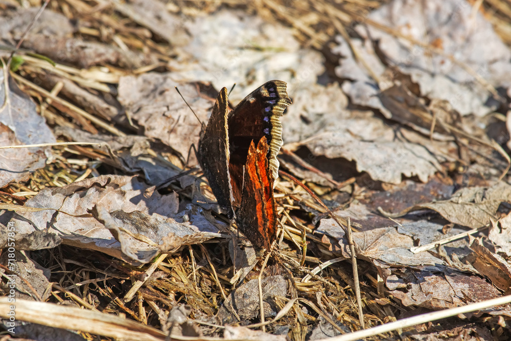 Obraz premium Unusual natural phenomenon. Lesser tortoiseshell (Vanessa urticae) butterfly is chasing Mourning butterfly (Nymphalis antiopa) and trying to mate with it. Such errors of instinct are rare in nature