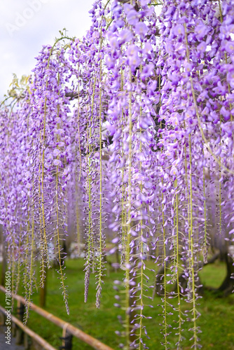 藤の花