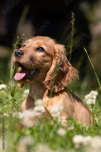 Cocker Spaniel puppy in a field with flowers. 