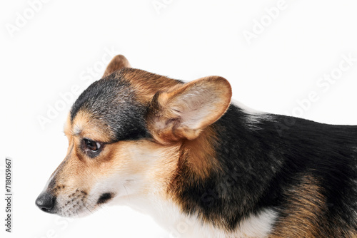 Pembroke Welsh Corgi portrait isolated on white studio background with copy space, purebred dog © amixstudio