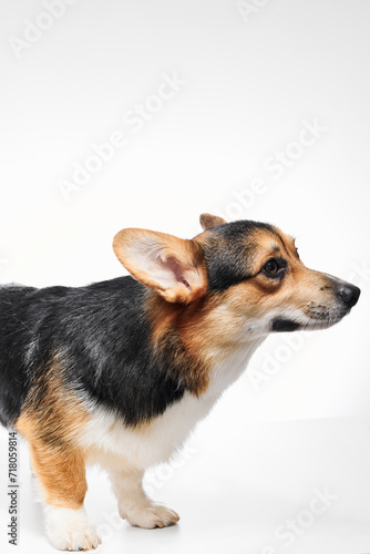 Pembroke Welsh Corgi portrait isolated on white studio background with copy space, purebred dog