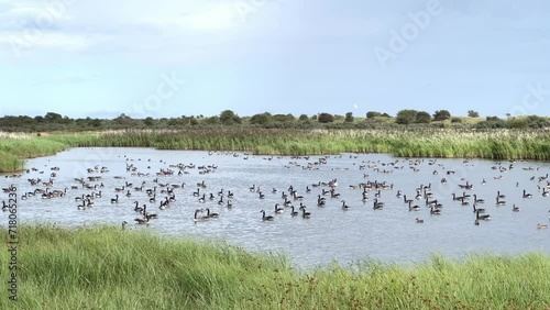 Wallpaper Mural Canada Geese gathering on a salt marsh lake after a long migration to the UK. Settling in for the winter season on the English coast Torontodigital.ca