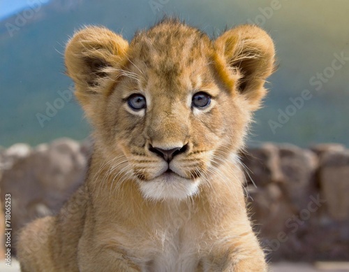 Un gentil petit lionceau