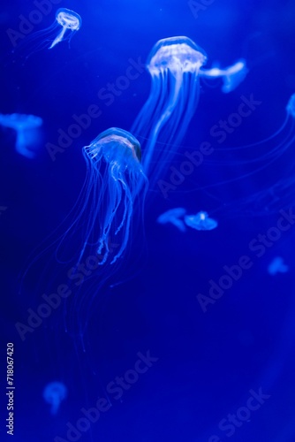 Blurry Colorful Jellyfishes floating on waters. Blue Moon jellyf © Cavan