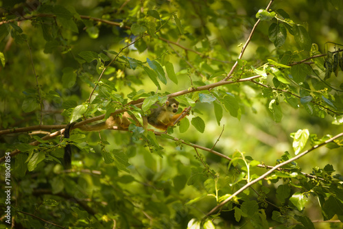 a squirrel monkey perched on a tree branch. Monkeys in their enclosure at the zoo. An animal in captivity. 