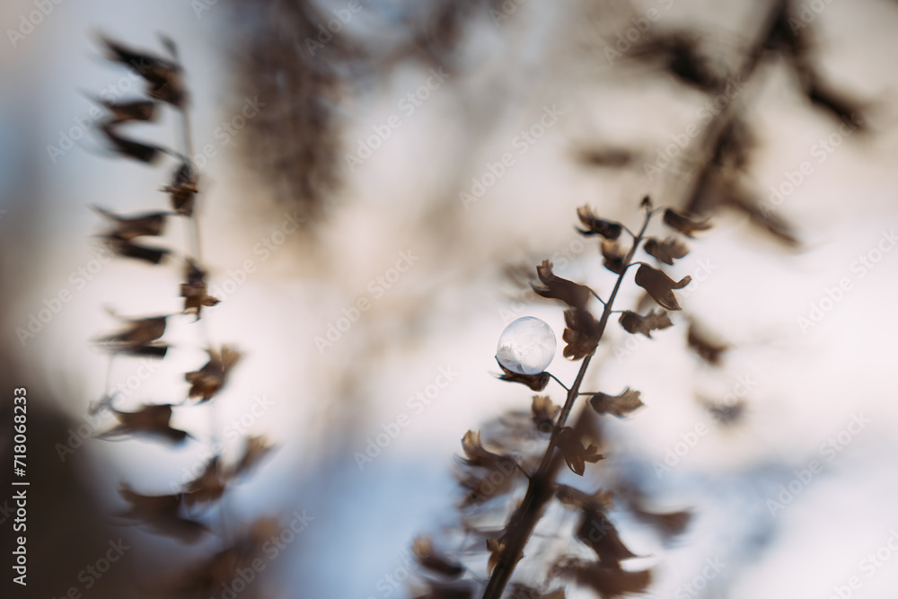 Frozen bubble caught on plant on cold winter day Frozen bubble caught on plant on cold winter day