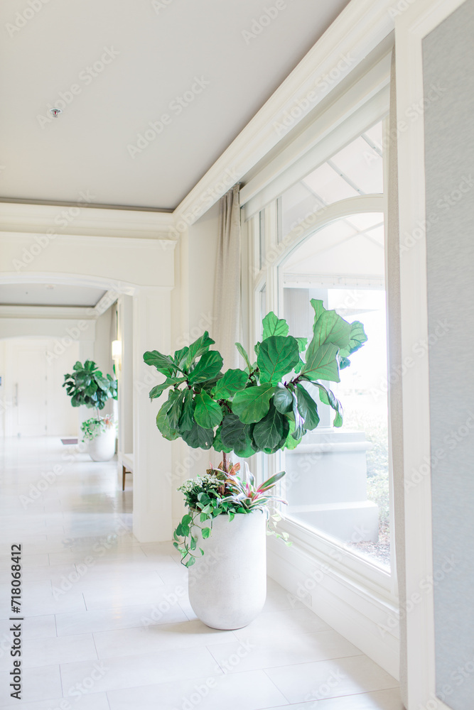 Interior of white hallway with big windows and fiddle fig leaf tree