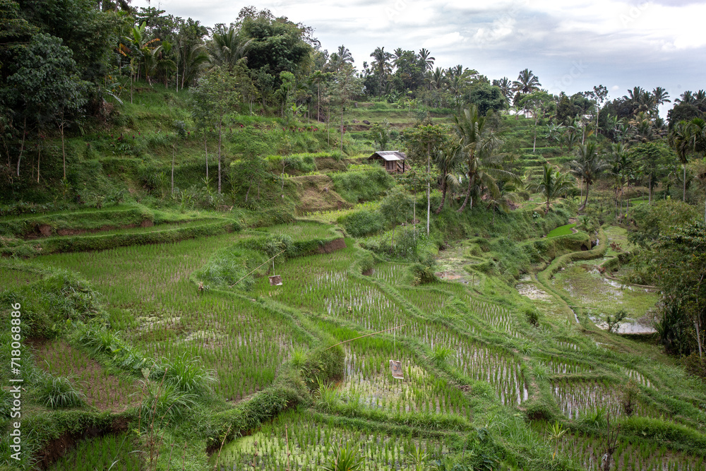 Green rice terraces and single wooden house under cloudy sky