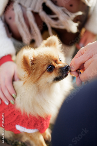 A girl is feeding pomeranian dog spitz