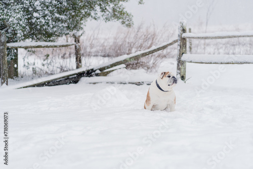 English Bulldog Sitting In Snowy Yard photo