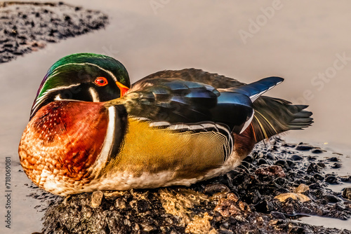 Wood Duck Juanita Bay Lake Washington Kirkland Washiington