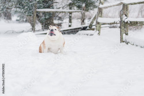English Bulldog In Snow with Tongue Out
