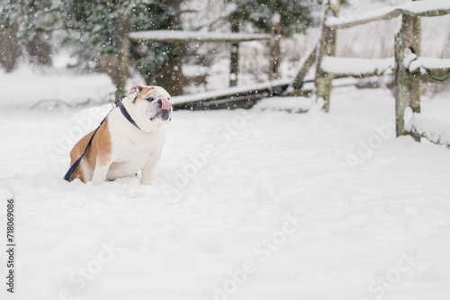 Fototapeta Naklejka Na Ścianę i Meble -  English Bulldog In Snow Licking Tongue