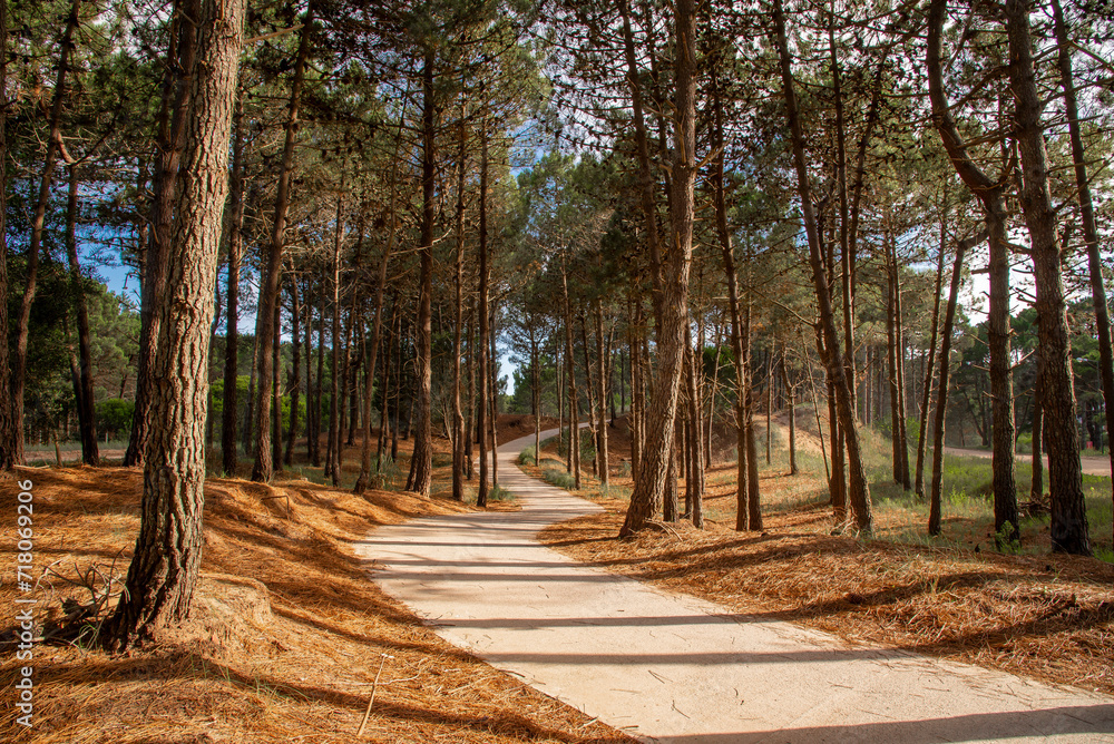 Fototapeta premium Trail in a beautiful pine forest