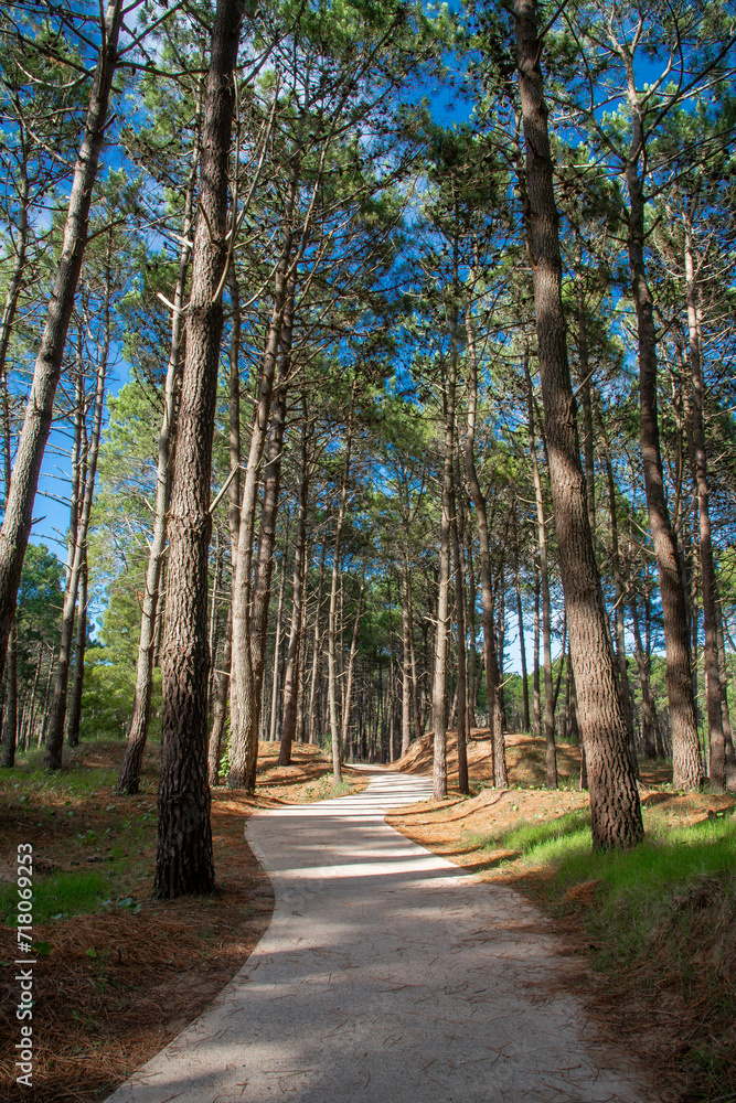 Fototapeta premium Trail in a beautiful pine forest