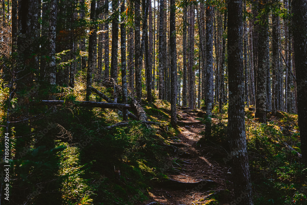 Obraz premium Moody forest afternoon in Northern Maine