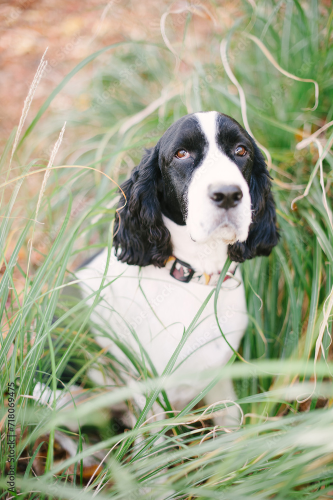 Springer Spaniel Soulful Dog Portrait