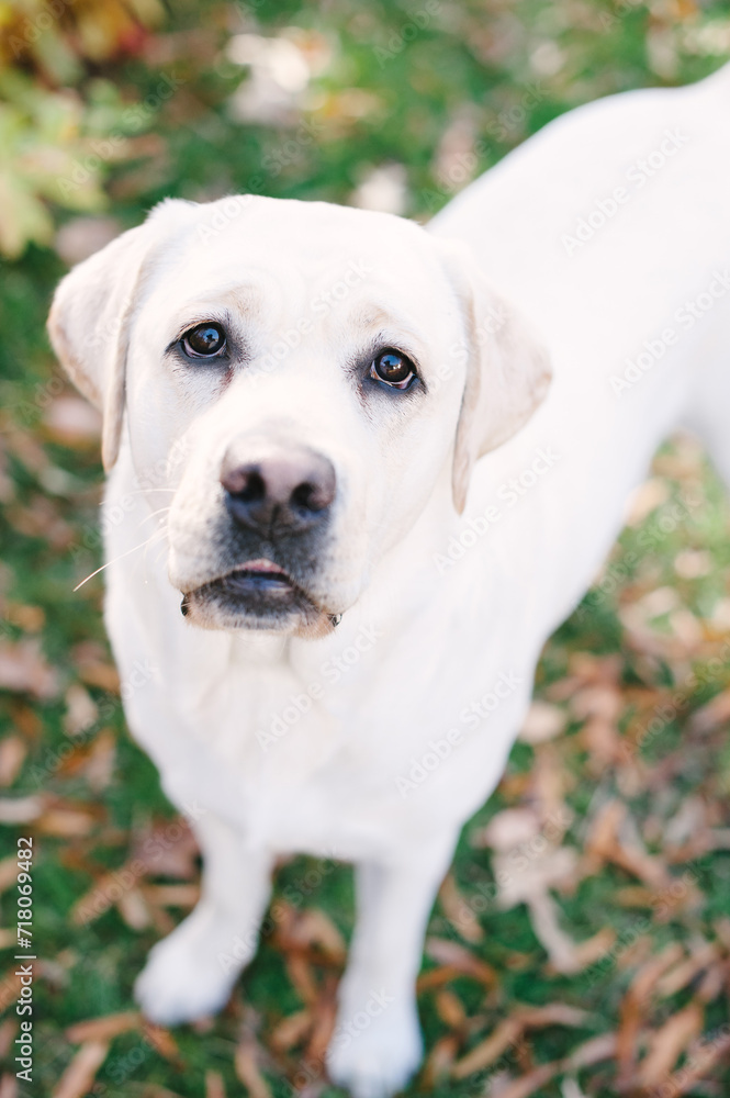 Kind Labrador Dog Looking at Camera