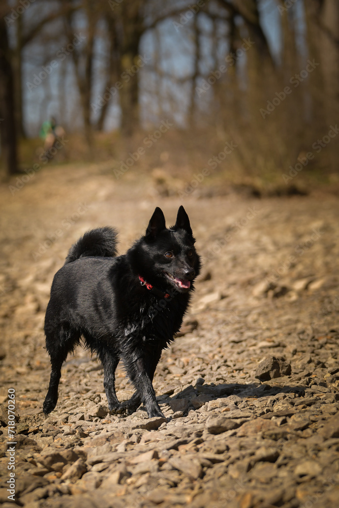 Young female schipperke standing in the water in a pond. She has such a pretty face. She's such a patient model.
Young female schipperke standing in the water in a pond. She has such a pretty face. She's such a patient model.