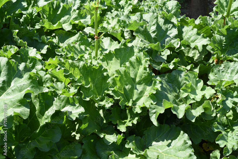 Rhubarb, Rheum palmatum Rhubarb, Rheum palmatum