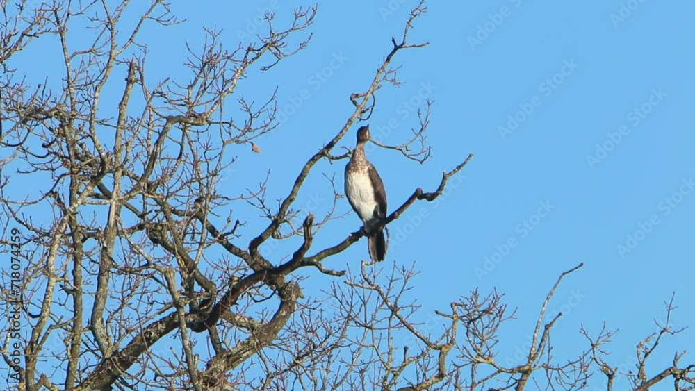 A Cormorant, Phalacrocorax carbo, perched in a bare tree. January. Staffordshire. UK A Cormorant, Phalacrocorax carbo, perched in a bare tree. January. Staffordshire. UK