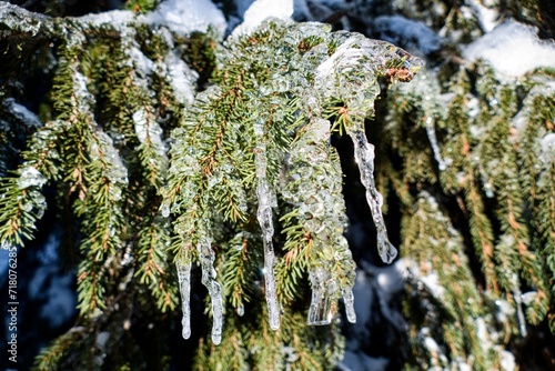 frozen tree in the winter in mountains photo