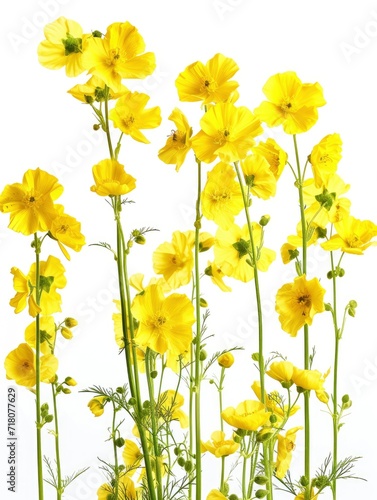Lush rapeseed with lots of flowers  white background