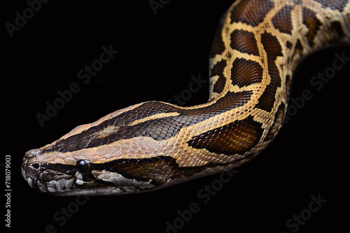 burmese python