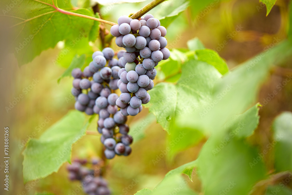 blue grape in the garden