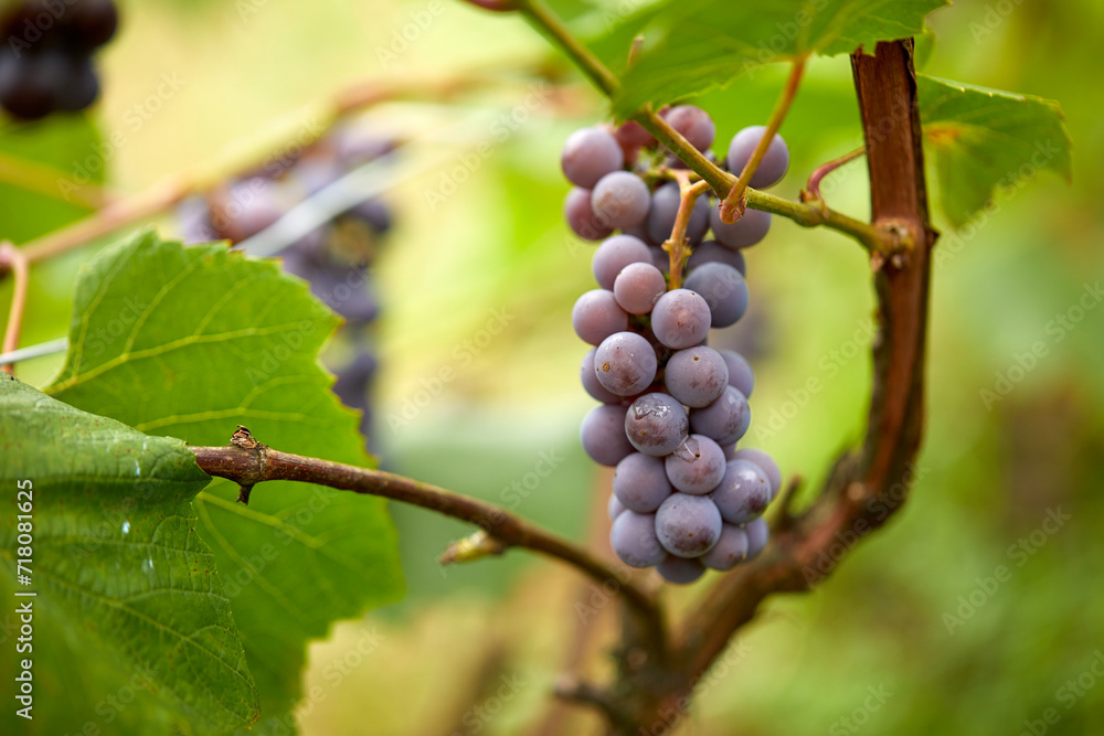 blue grape in the garden blue grape in the garden