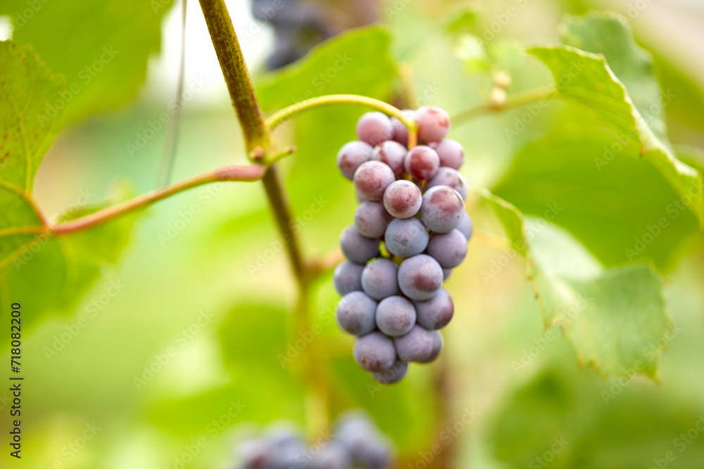 blue grape in the garden