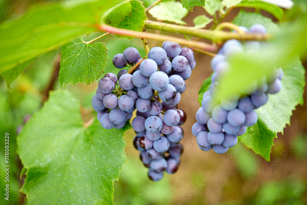 blue grape in the garden blue grape in the garden