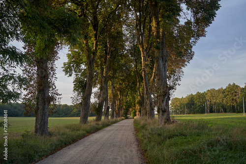 landscape with chestnut trees and dirt road during summer