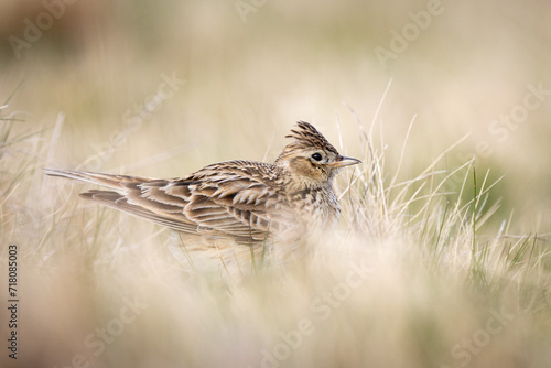 Portrait of a Skylark blending into environment on a welsh mountain in the Brecon Beacons. Wales. 