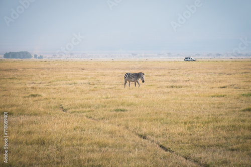 lonely zebra in the african savannah