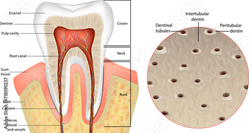 Tooth Anatomy. Cross-section of dentin. Anatomy and Histology. Dentinal tubules photo