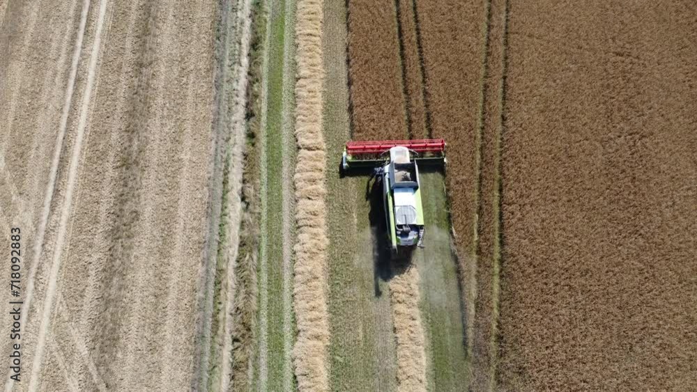 Scene from the wheat harvest in Denmark Scene from the wheat harvest in Denmark