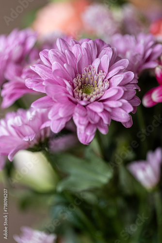 A close up photo of a bunch of dark pink chrysanthemum flowers. Chrysanthemum pattern in flowers park. Cluster of pink purple chrysanthemum flowers.
