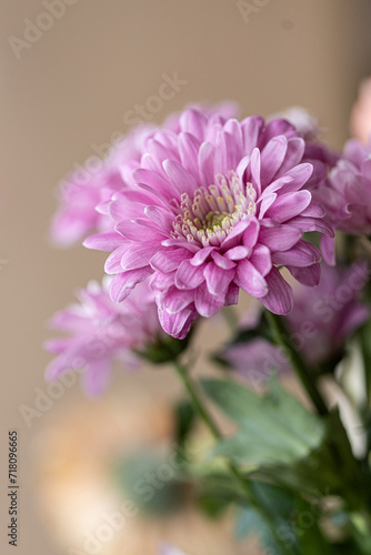 A close up photo of a bunch of dark pink chrysanthemum flowers. Chrysanthemum pattern in flowers park. Cluster of pink purple chrysanthemum flowers.