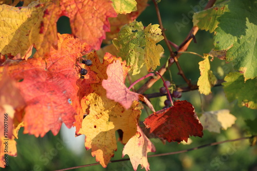 Podzim, vinný lis, detail, struktura, hroznové víno