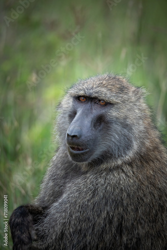 Portrait of an olive baboon, Kenya