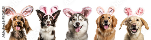 Rabbit Ears and Bunny Costume  Easter Ready Dog Set Banner of Cute Pet  Isolated on Transparent Background  PNG