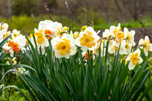 White daffodils on a flowerbed in the garden