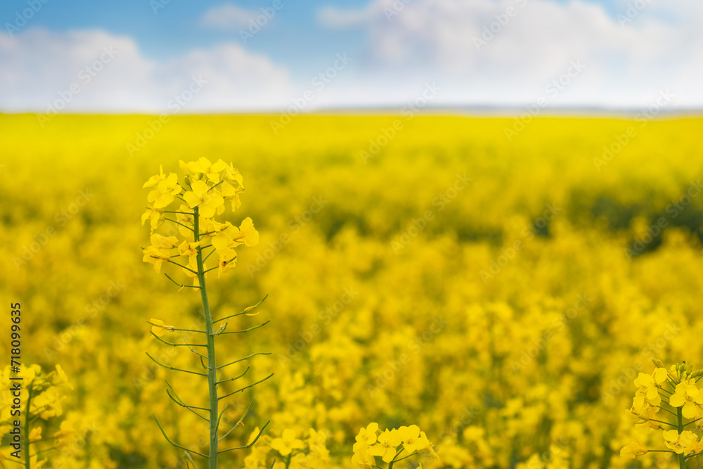 Rapeseed flowers, yellow rapeseed flowers in field with blue sky Rapeseed flowers, yellow rapeseed flowers in field with blue sky