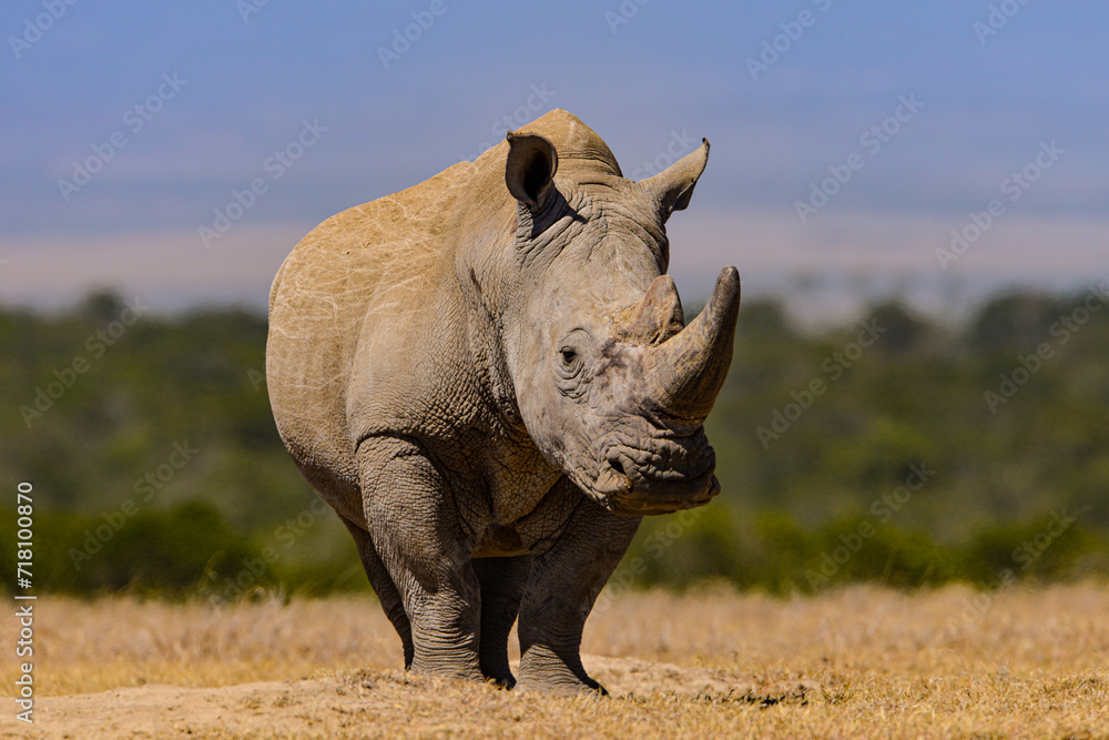 Fototapeta premium White Rhino, Porini Rhino camp, Kenya, East Africa