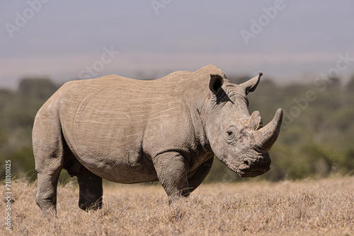 White Rhino  Porini Rhino camp  Kenya  East Africa