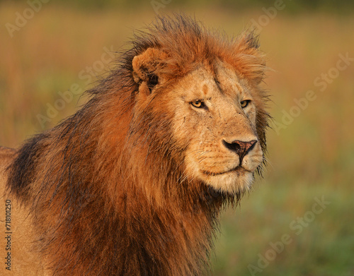 Lions  Maasai Mara Kenya  East Africa