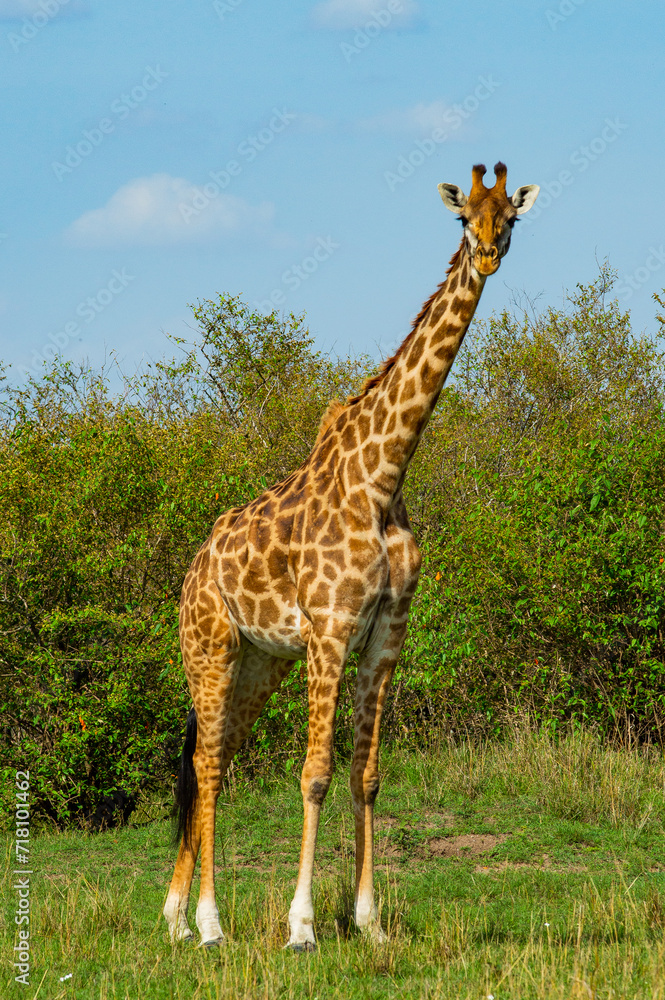 Obraz premium Maasai Giraffes, Maasai Mara, Kenya,East Africa,
