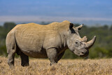 White Rhino. square lipped Rhinoceros, Ceratotherium simum in Porini Rhino camp, 
